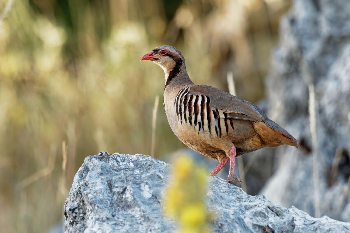 A chukar partridge stands on a rocky outcrop during a DIY Montana hunting trip.