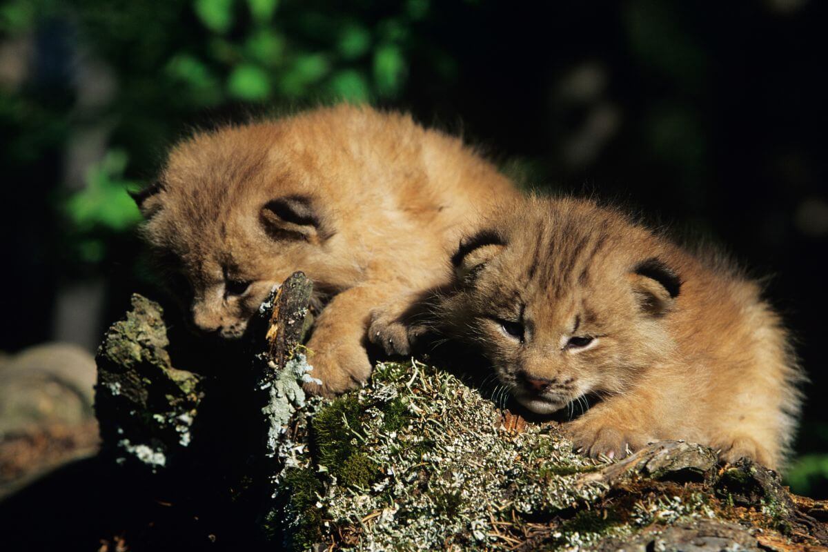 Two fluffy lynx cubs playfully exploring a moss-covered log in a sunlit forest in Montana.