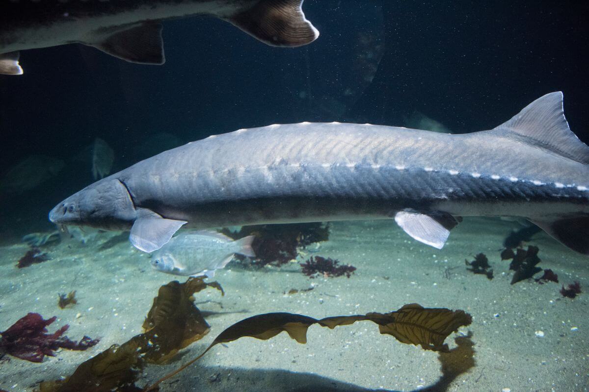 A large White Sturgeon, a Montana endangered species, swims near the sandy bottom of a clear water aquarium.