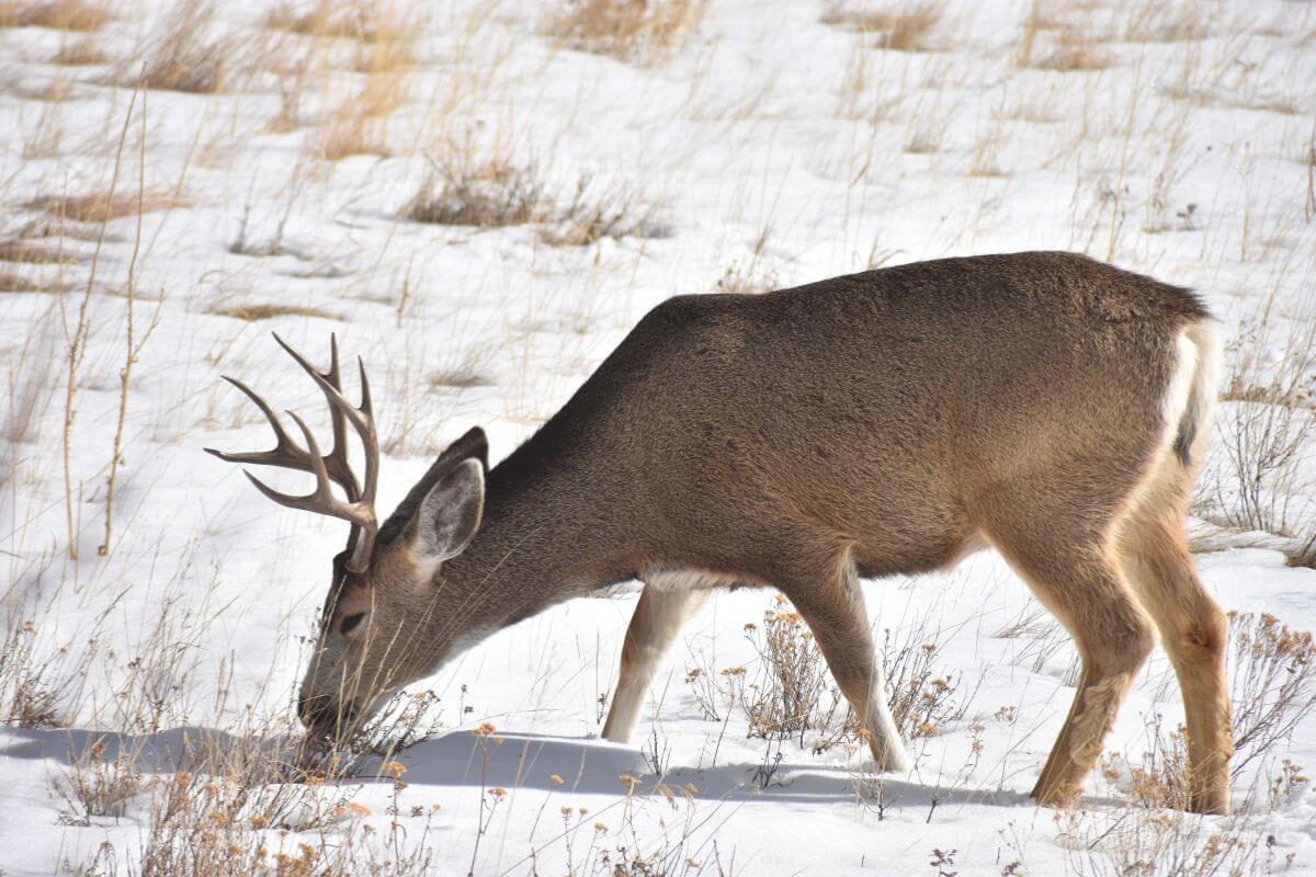 An Acapulco white-tailed deer, a white-tailed deer subspecies, with prominent antlers grazing on sparse vegetation in a snowy field.