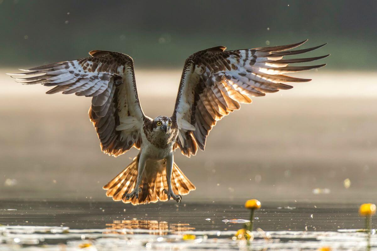 An osprey in mid-flight, wings spread wide, about to catch prey in a sunlit body of water surrounded by floating yellow flowers.