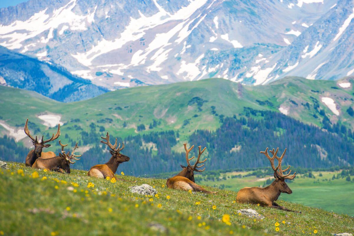 A group of elk with large antlers rests on a grassy meadow near the trail to Piegan Falls in Montana