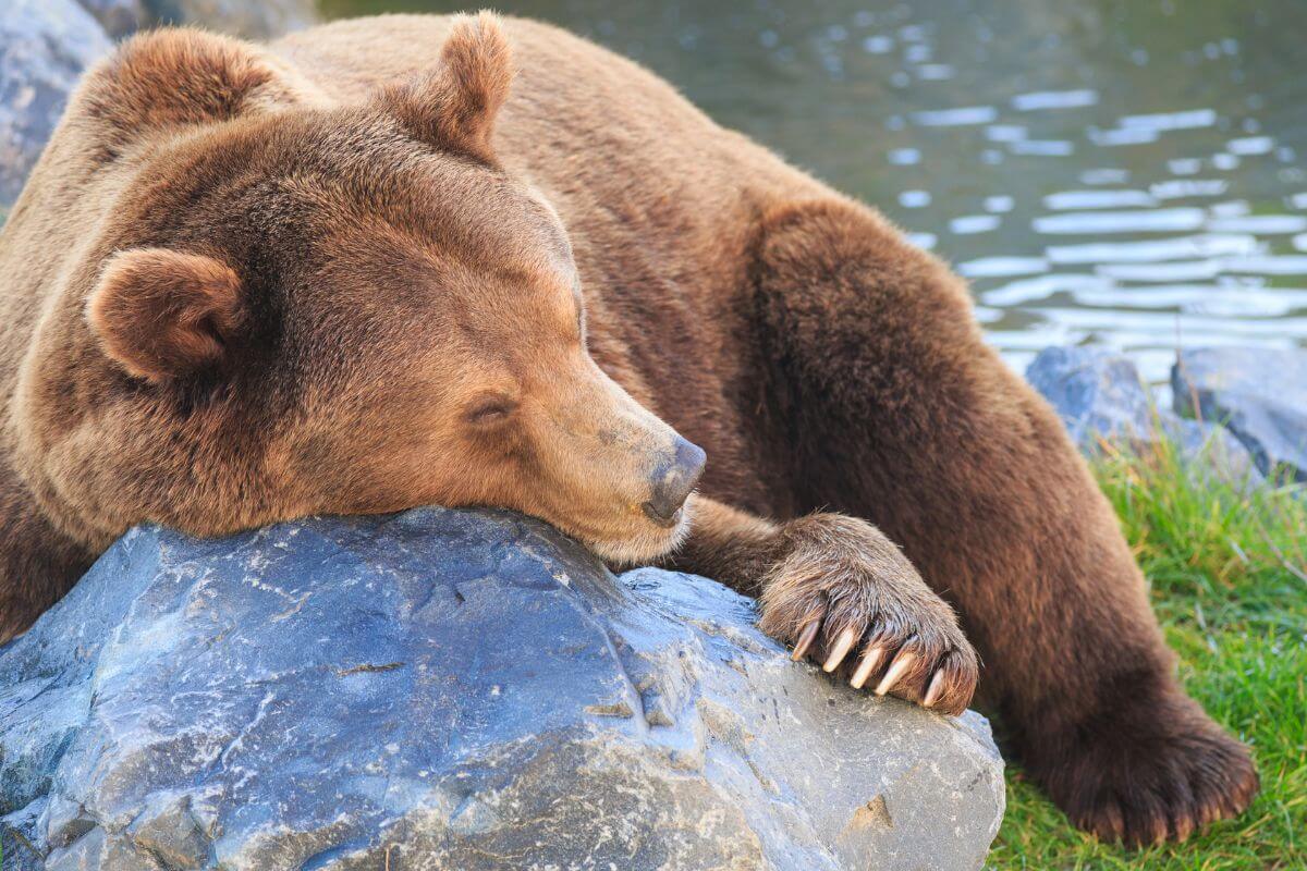 A Montana brown bear taking a restful nap on a large rock beside a body of water.