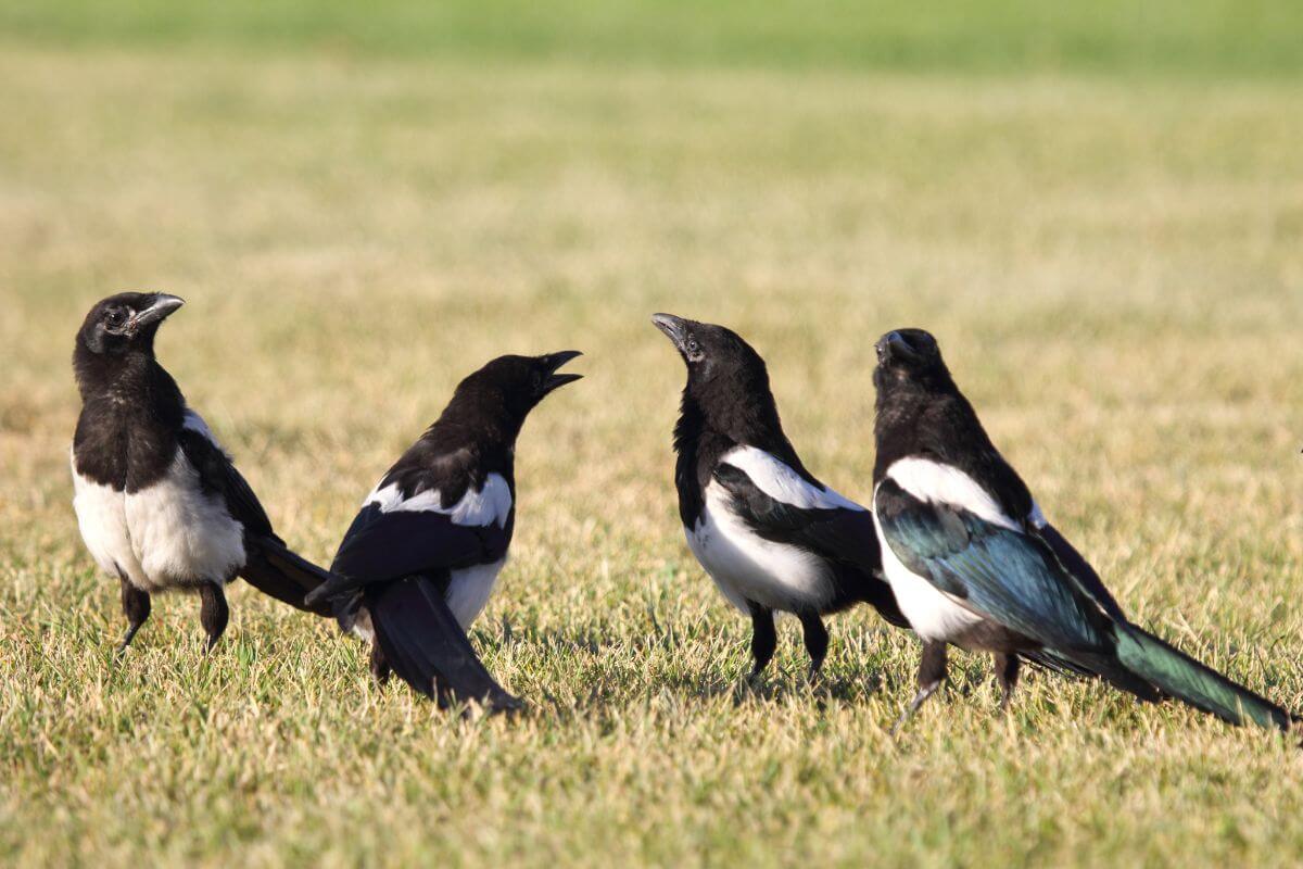Four magpies interacting on a grassy field.