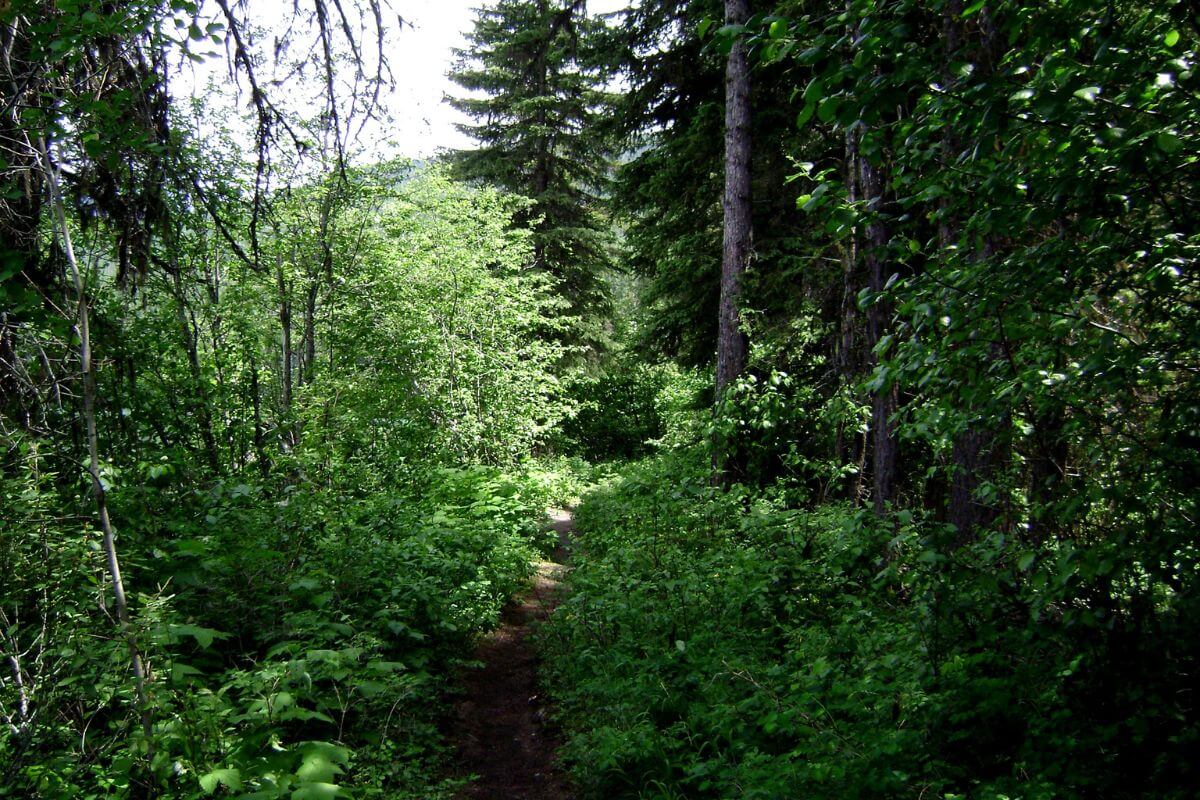 Part of the Bowman Lake Trail that winds through a lush green forest, leading to Hole-in-the-Wall Falls