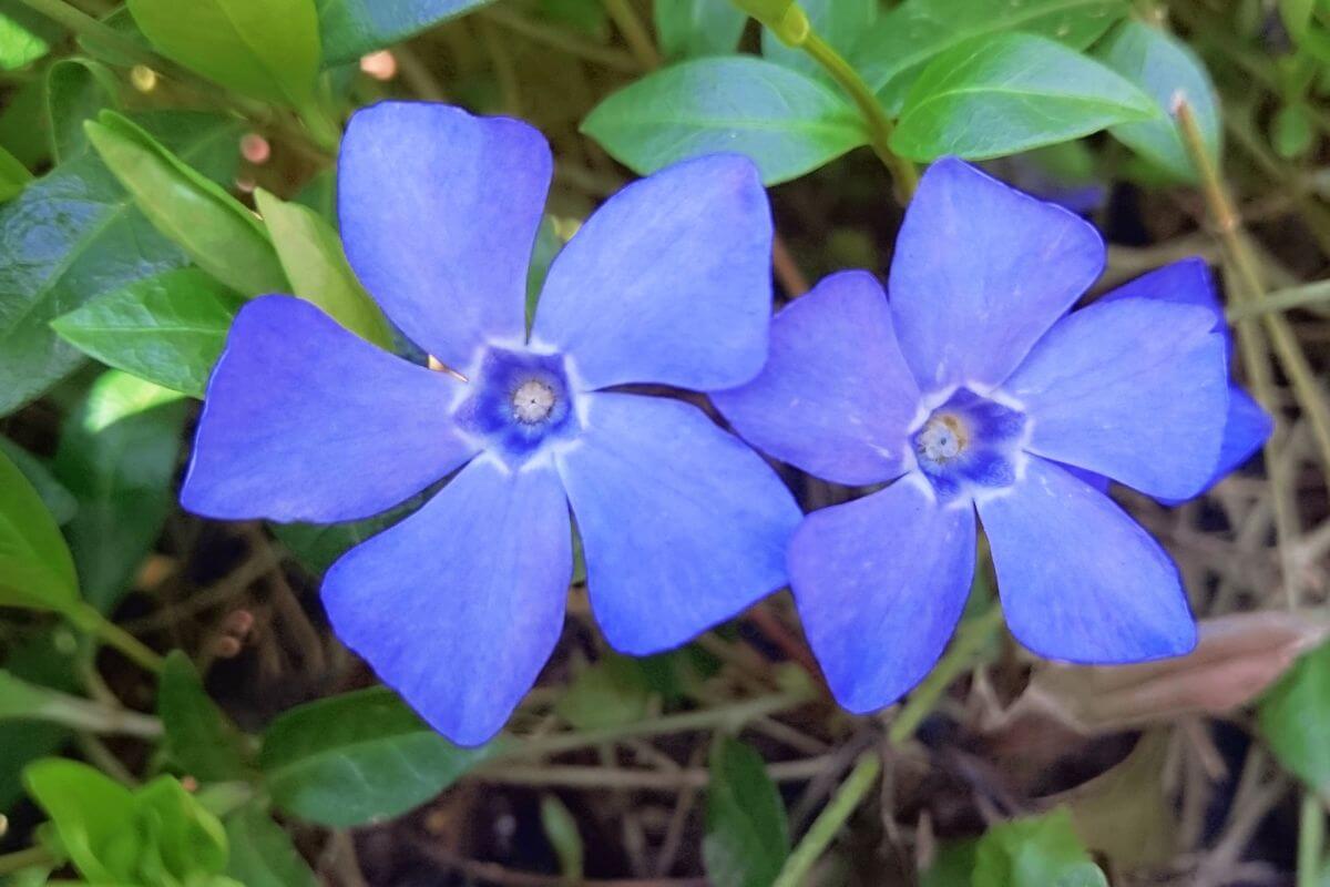 A pair of common periwinkle wildflowers viewed from up close