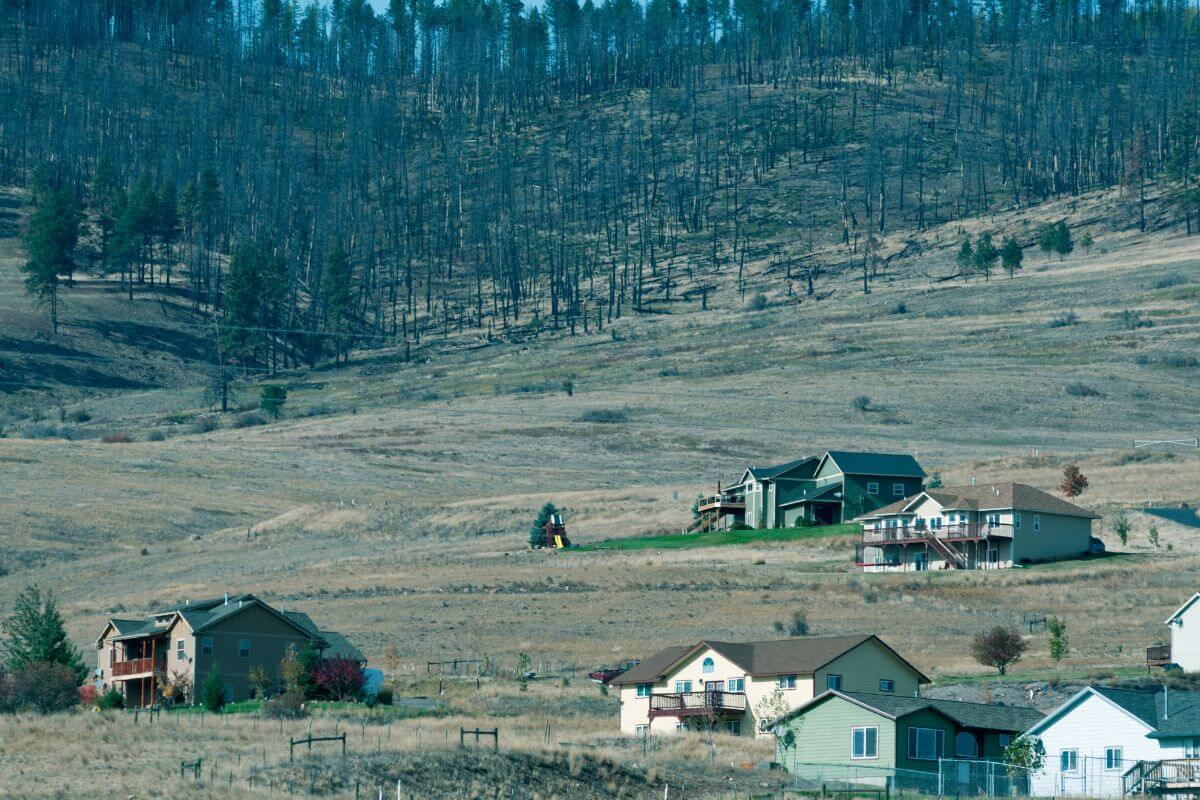 A group of houses in the middle of a field, fronting a forest recently ravaged by fire.