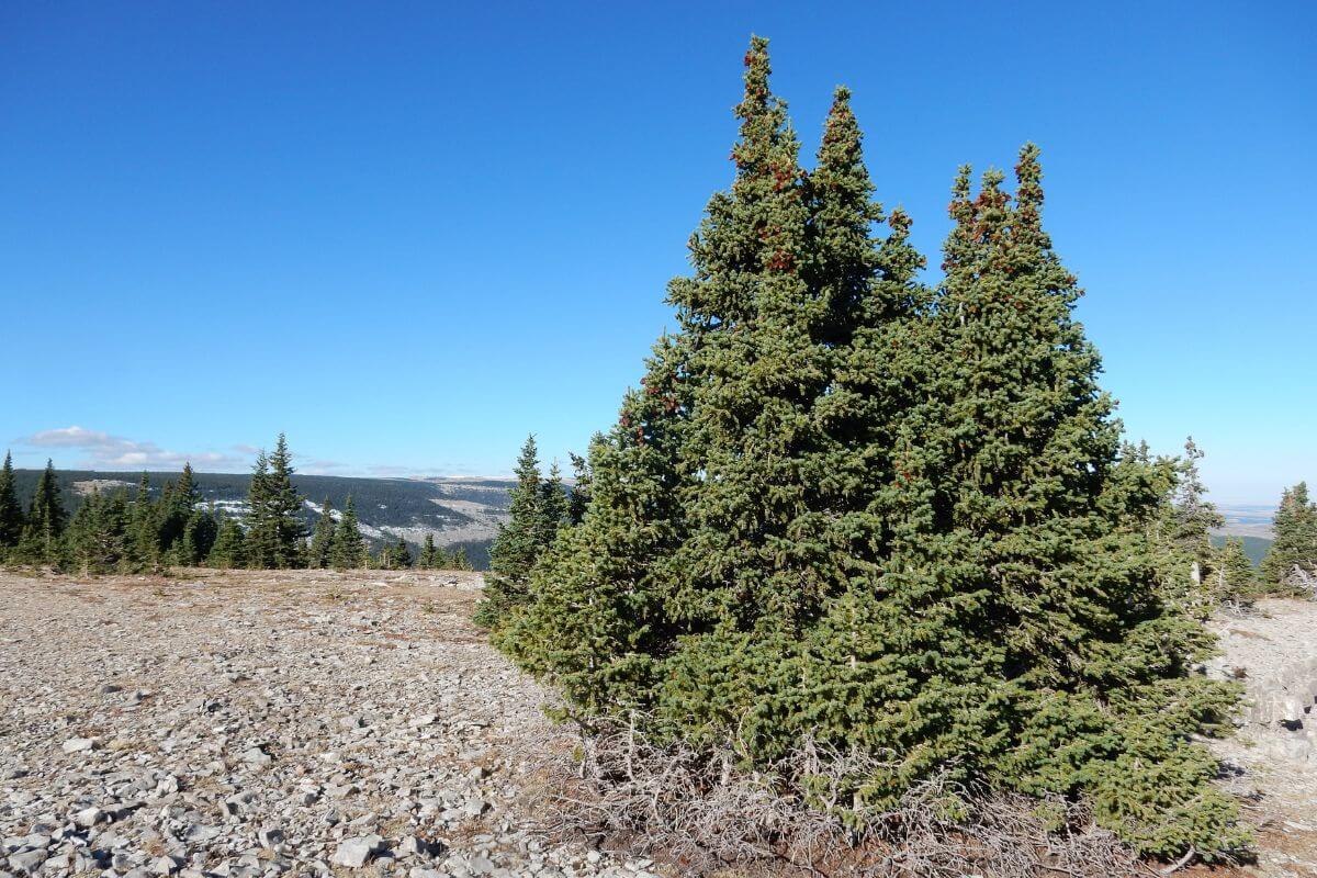 A small montana pine tree in the middle of a rocky area.