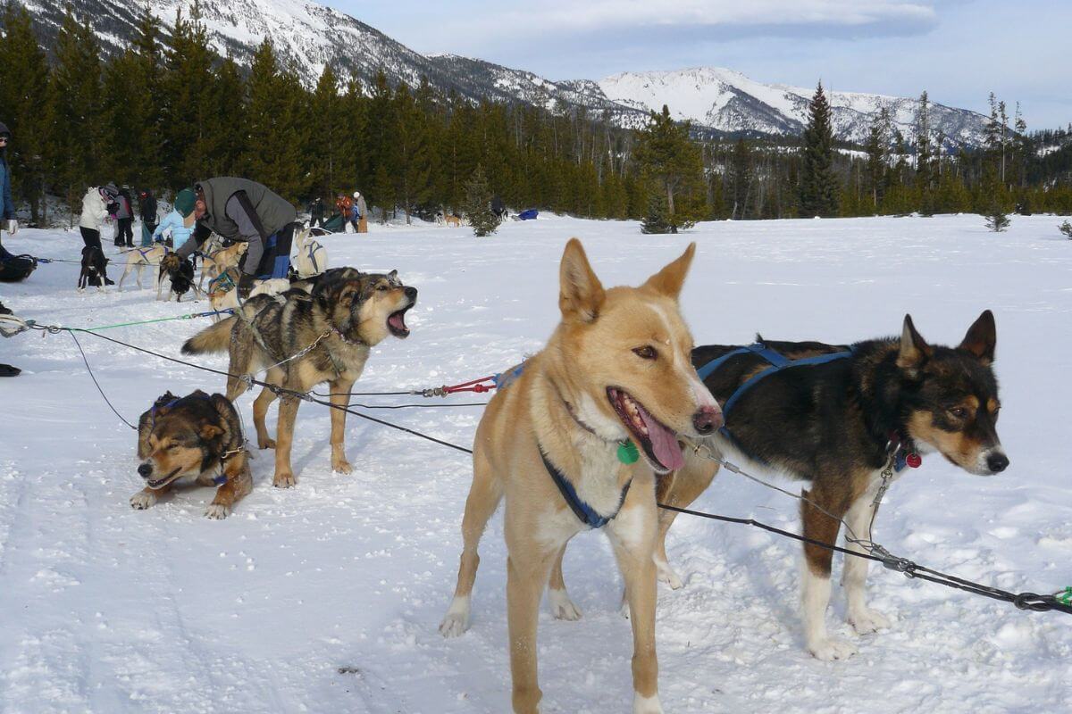In cold December in Montana, an energetic pack of dogs fearlessly pull a sled through the snow.