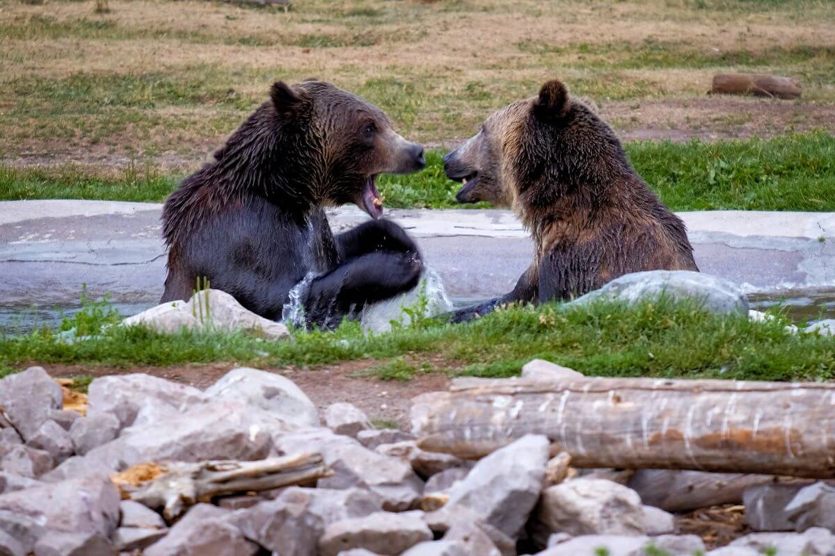 Two grizzly bears playing in the water in the Grizzly and Wolf Discovery Center in Montana.