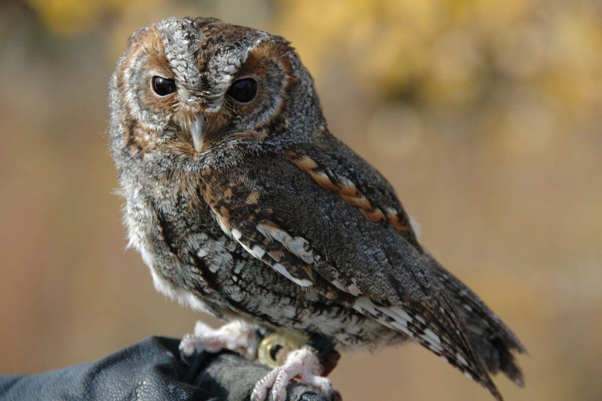 A flammuted owl sitting on a gloved hand.