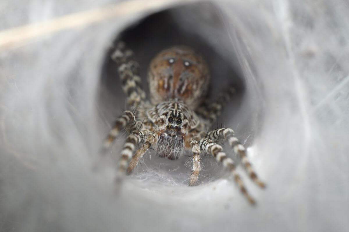 A funnel-web spider at the entrance of its funnel web in Montana.