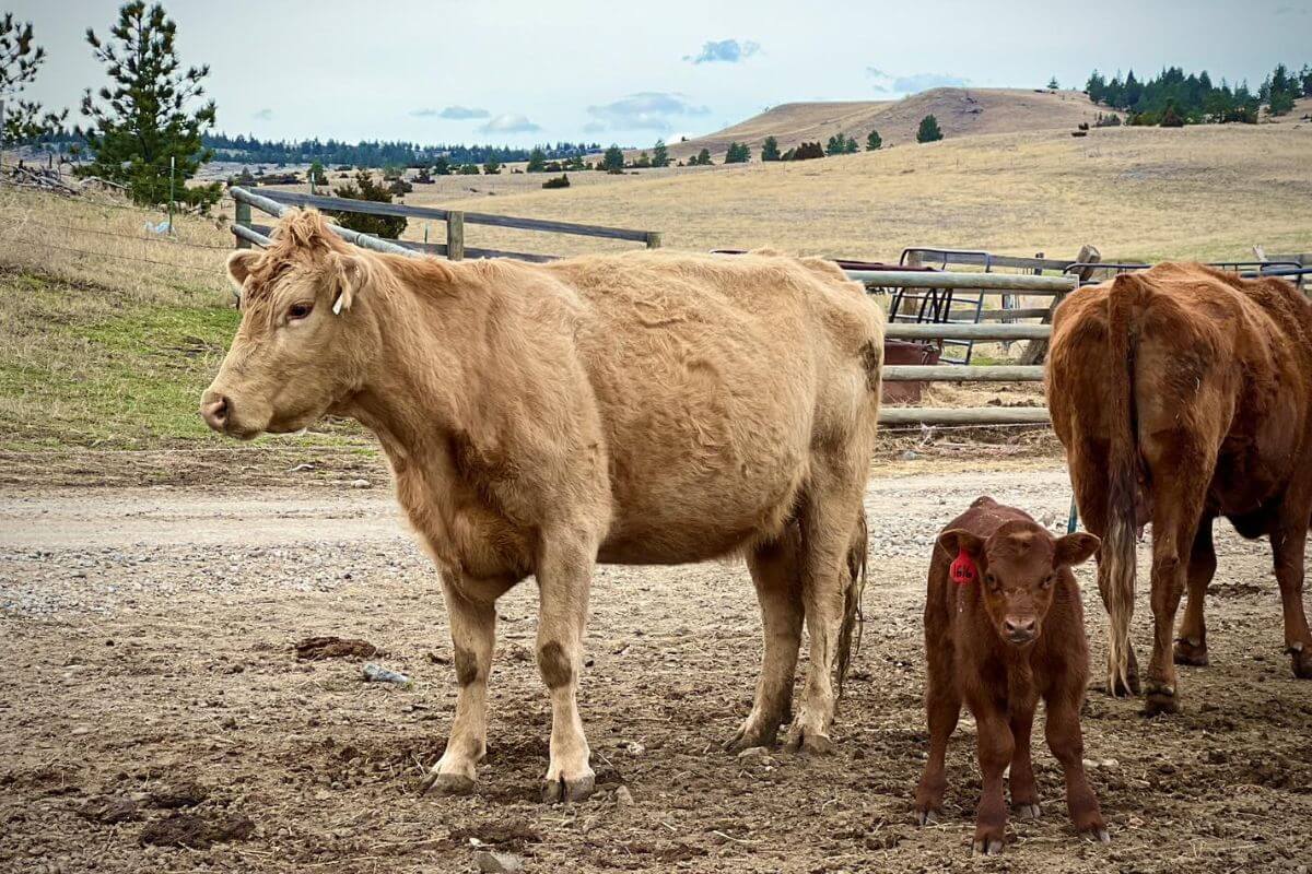 A cream-colored cow and a small brown calf stand in a dirt area near wooden fencing on Greycliff Creek Ranch.