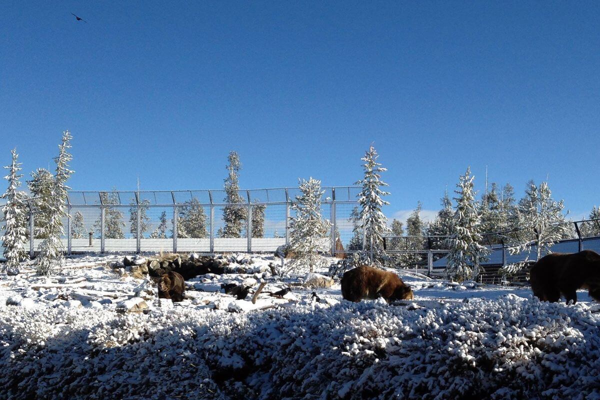 Grizzlies foraging in the snow at the Grizzly and Wolf Discovery Center in Montana 
