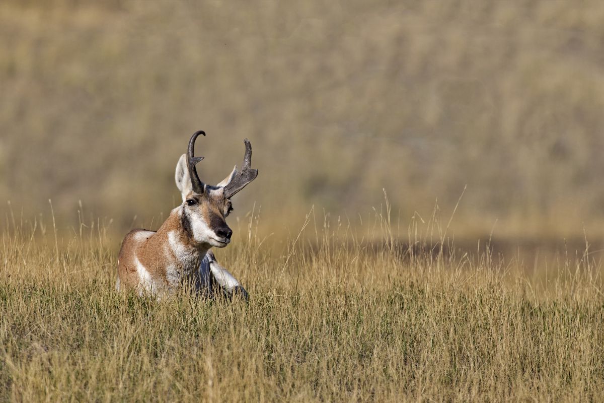 A lone antelope rests in a grassy field in Montana, unaware that it's being watched by a hunter from afar.