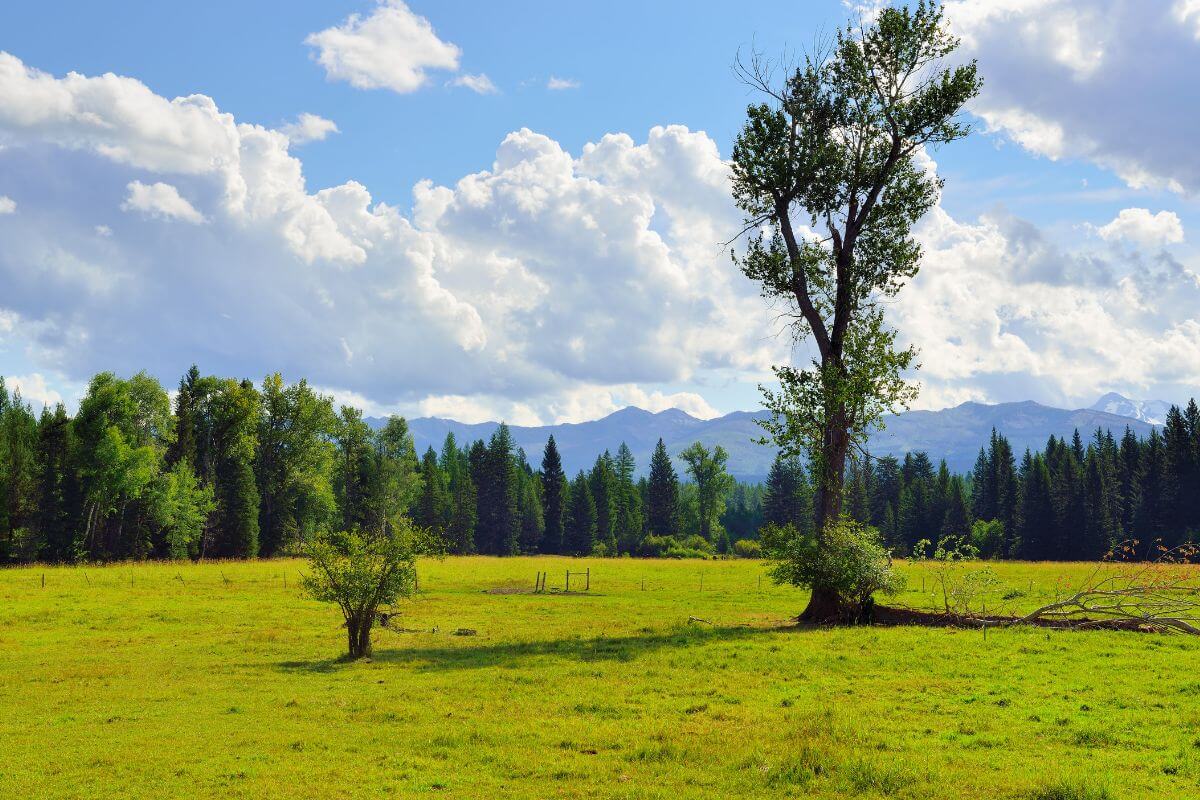A lone tree in a green field in Montana.