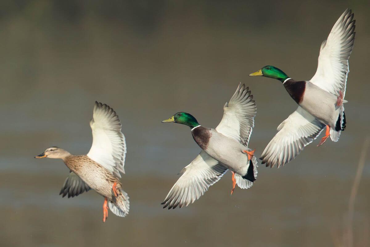 Three mallard ducks in flight over a Montana water body, two males with green heads and one female with a brown plumage, all displaying extended wings.