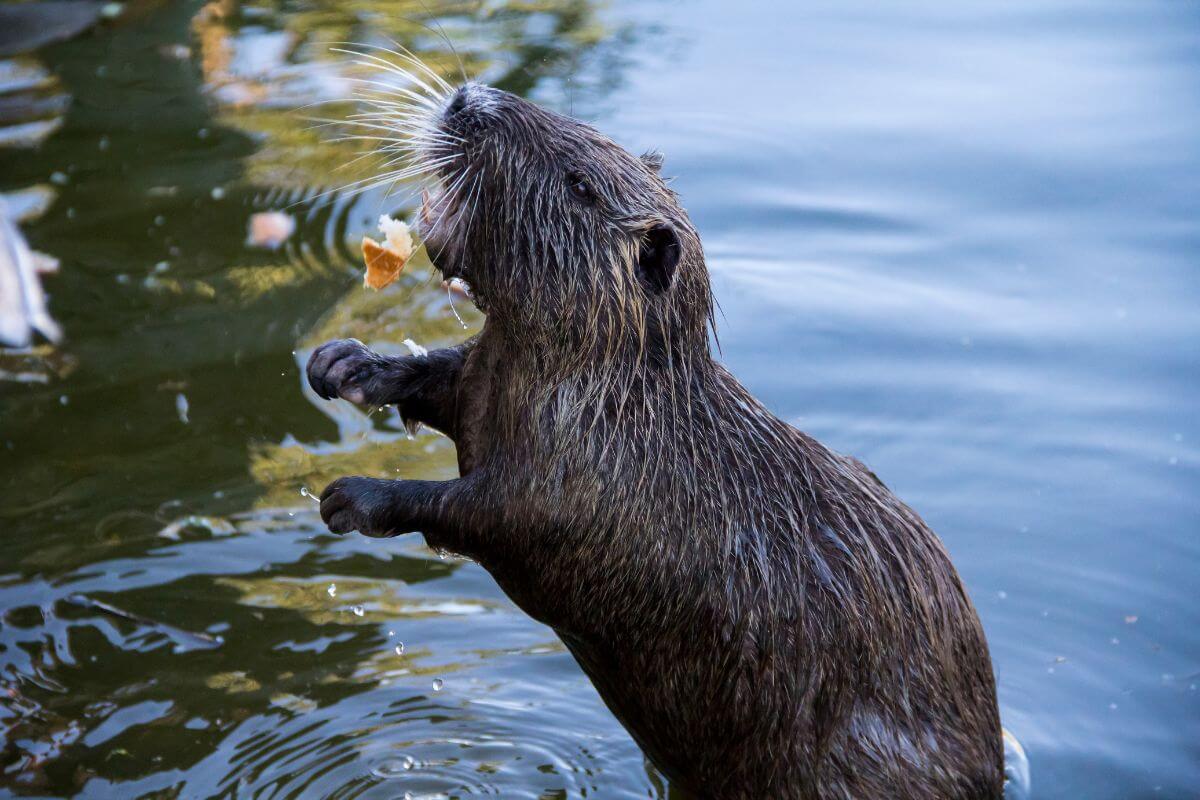 A nutria, one of the Montana invasive species, stands on its hind legs in shallow water.