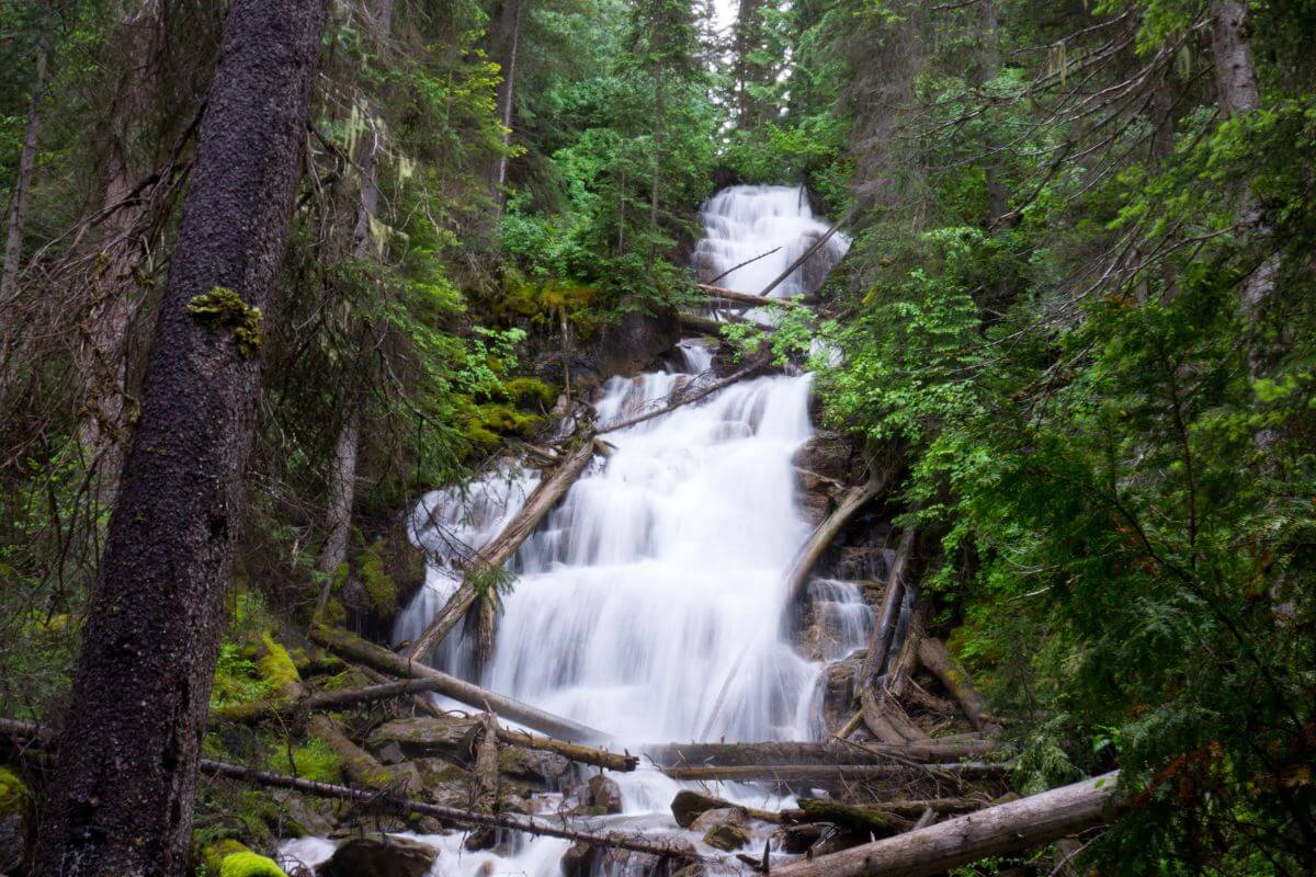 The serene Martin waterfall gently flows over mossy rocks and fallen trees, surrounded by lush woods in Montana.