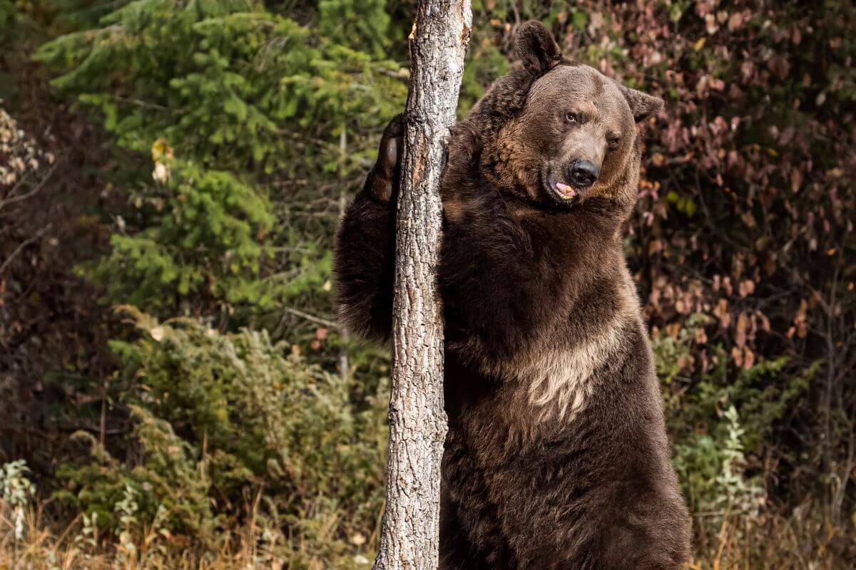 A Montana grizzly stands on its hind legs, scratching its claws on a narrow tree trunk.