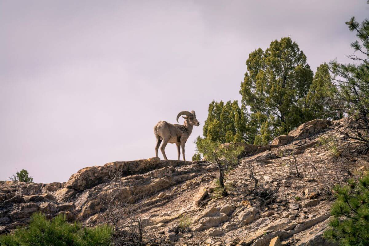 A Montana bighorn sheep stands on a rocky hillside, surrounded by sparse pine trees.