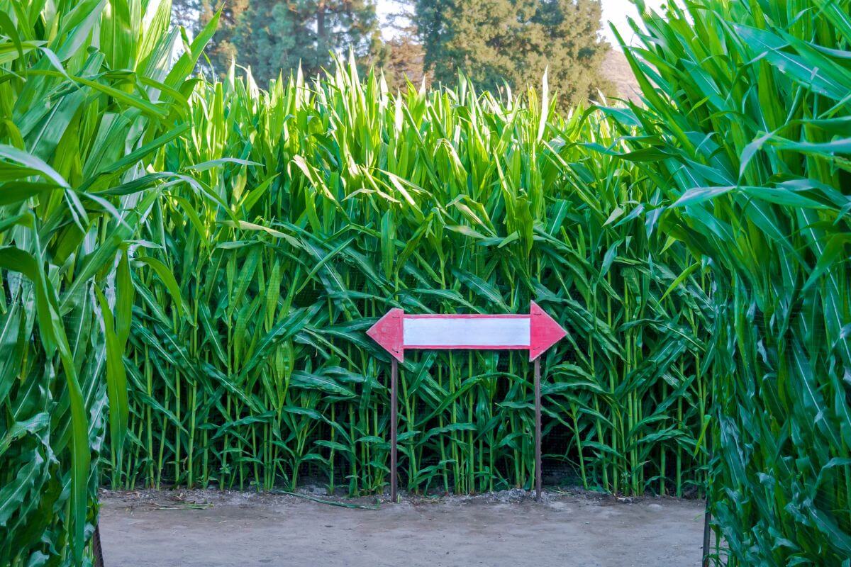 A path in one of Montana's top corn mazes with an arrow sign pointing in two directions.