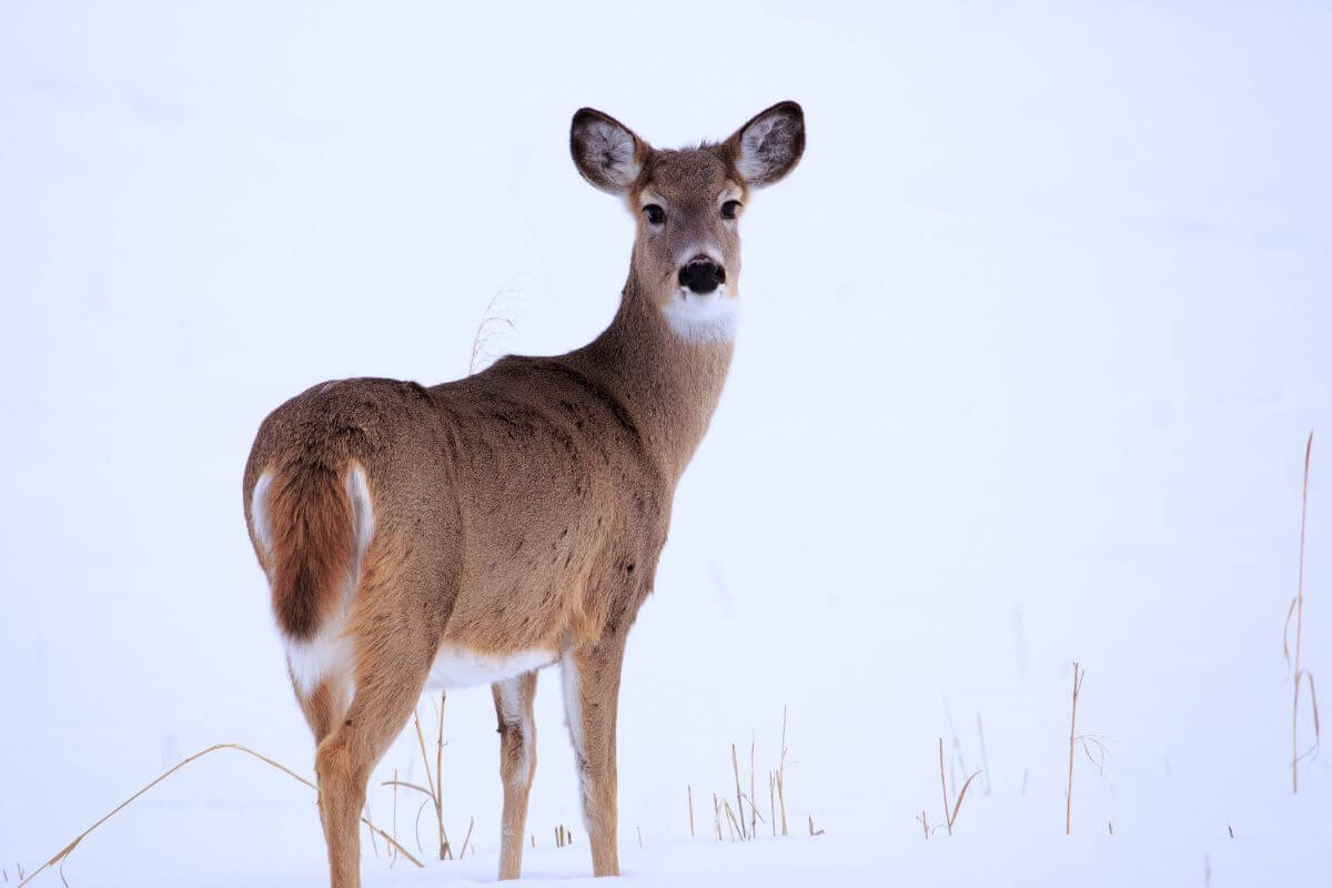 A solitary Montana deer stands alert on a snowy landscape.