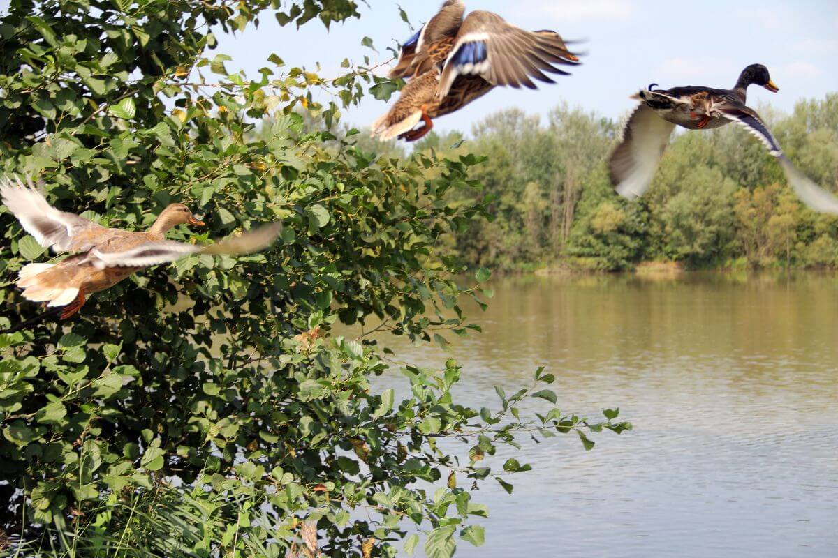 Ducks fly past a tree towards a body of water in an area designated for Montana duck hunting