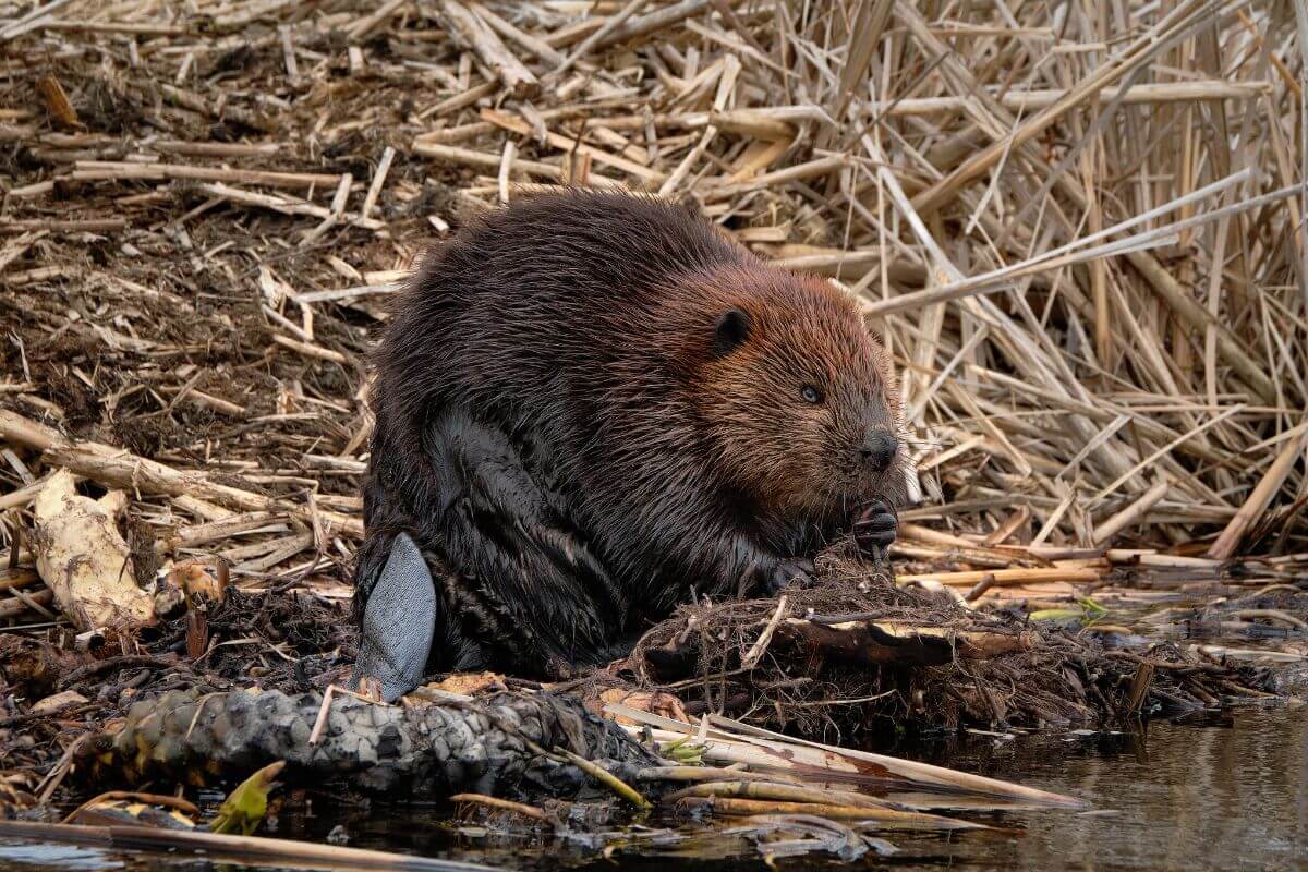 A beaver is spotted near the riverbank starting to construct a dam during furbearer trapping season in Montana.