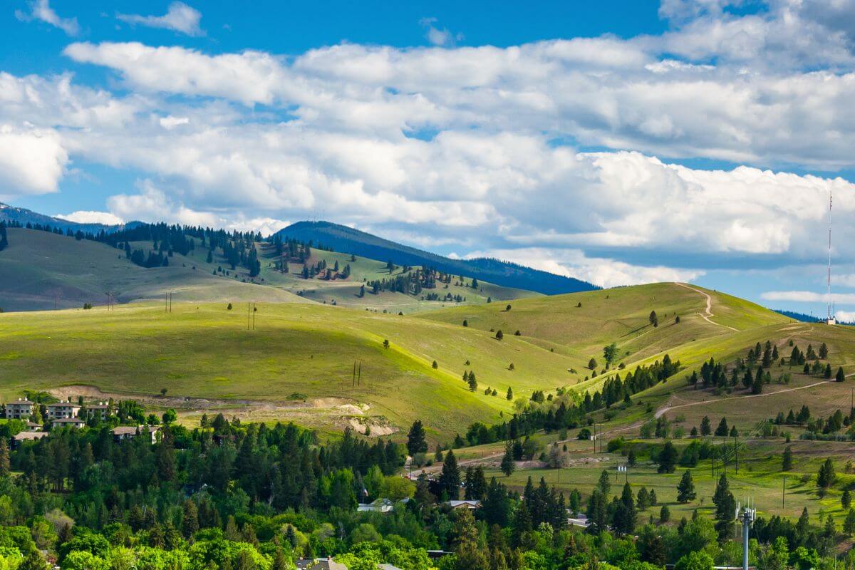 A hillside with trees and mountains in Montana.