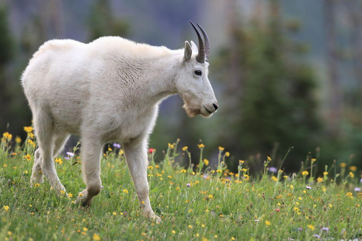 A Montana mountain goat with a smooth white coat is walking through a field of yellow wildflowers surrounded by green grass.