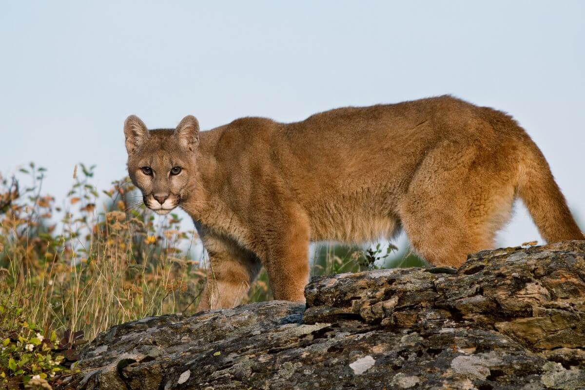 A Montana mountain lion stands on a rocky outcrop, looking intently towards the camera.