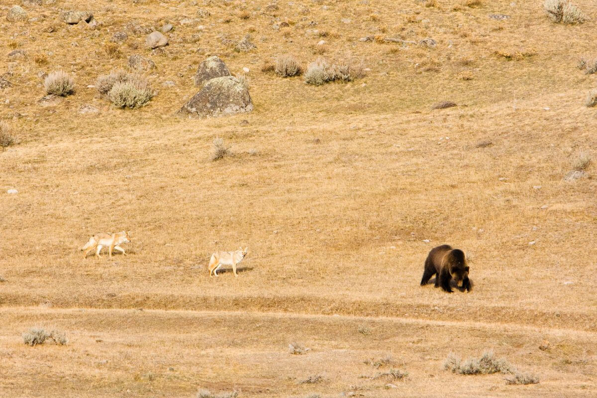 A brown bear and two coyotes in a grassy field in Yellowstone National Park, Montana.
