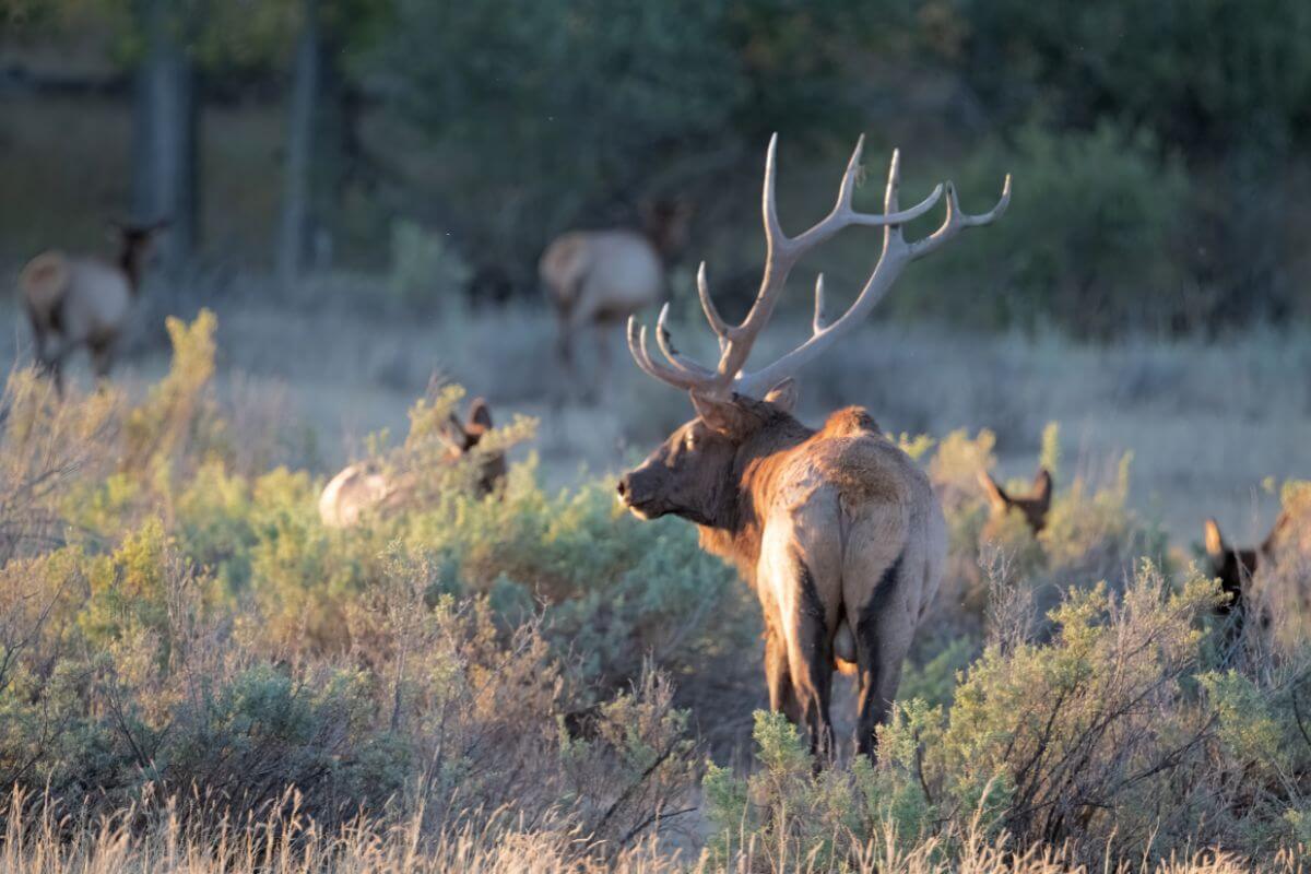 A bull elk stands with its herd in an area with thick vegetation in Montana.