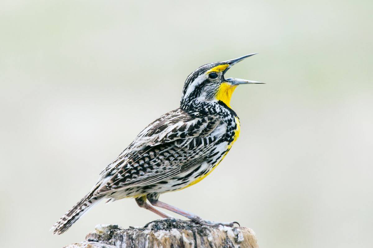 Montana State Bird Open Beak