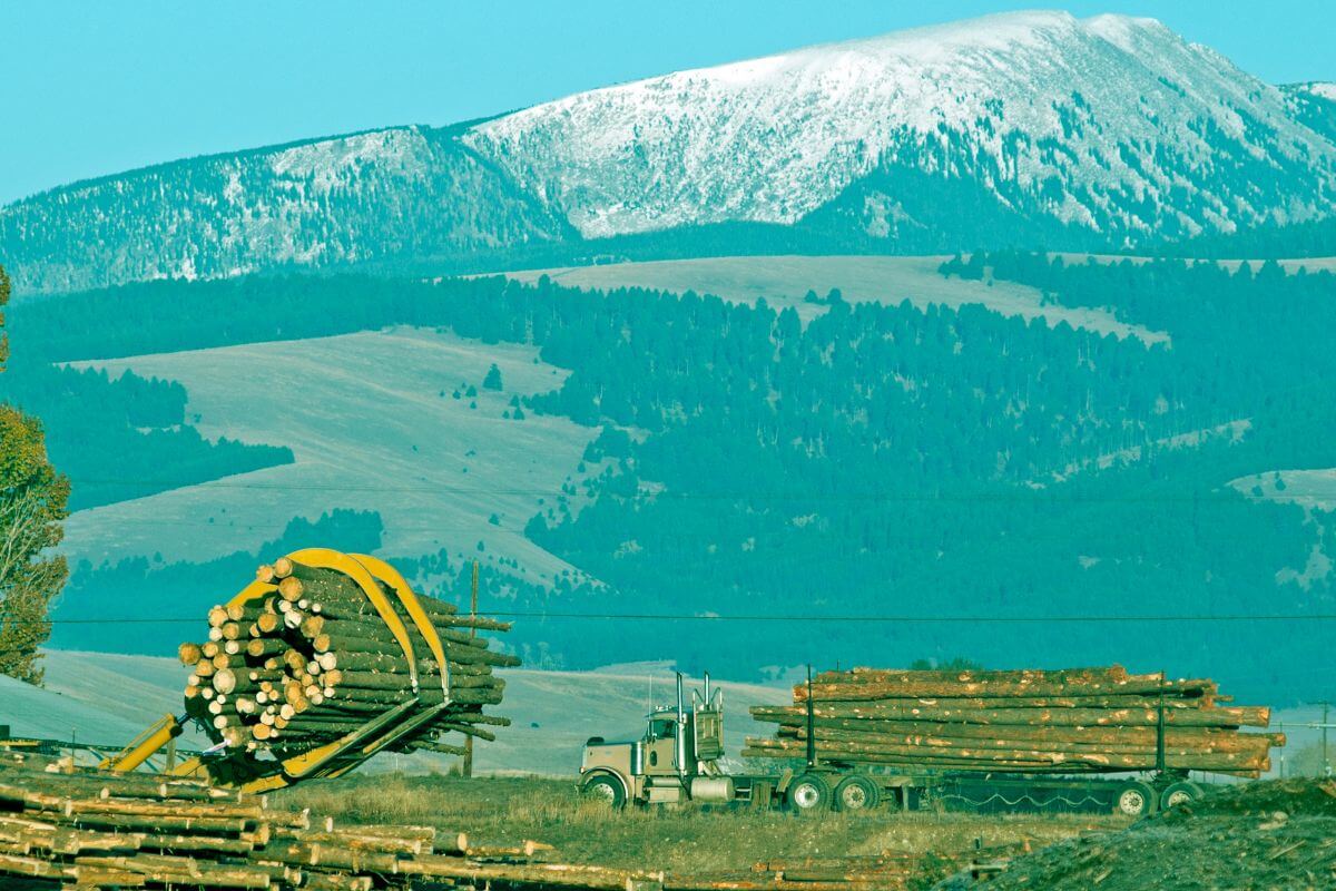 Trucks Gathering Timbers on Montana