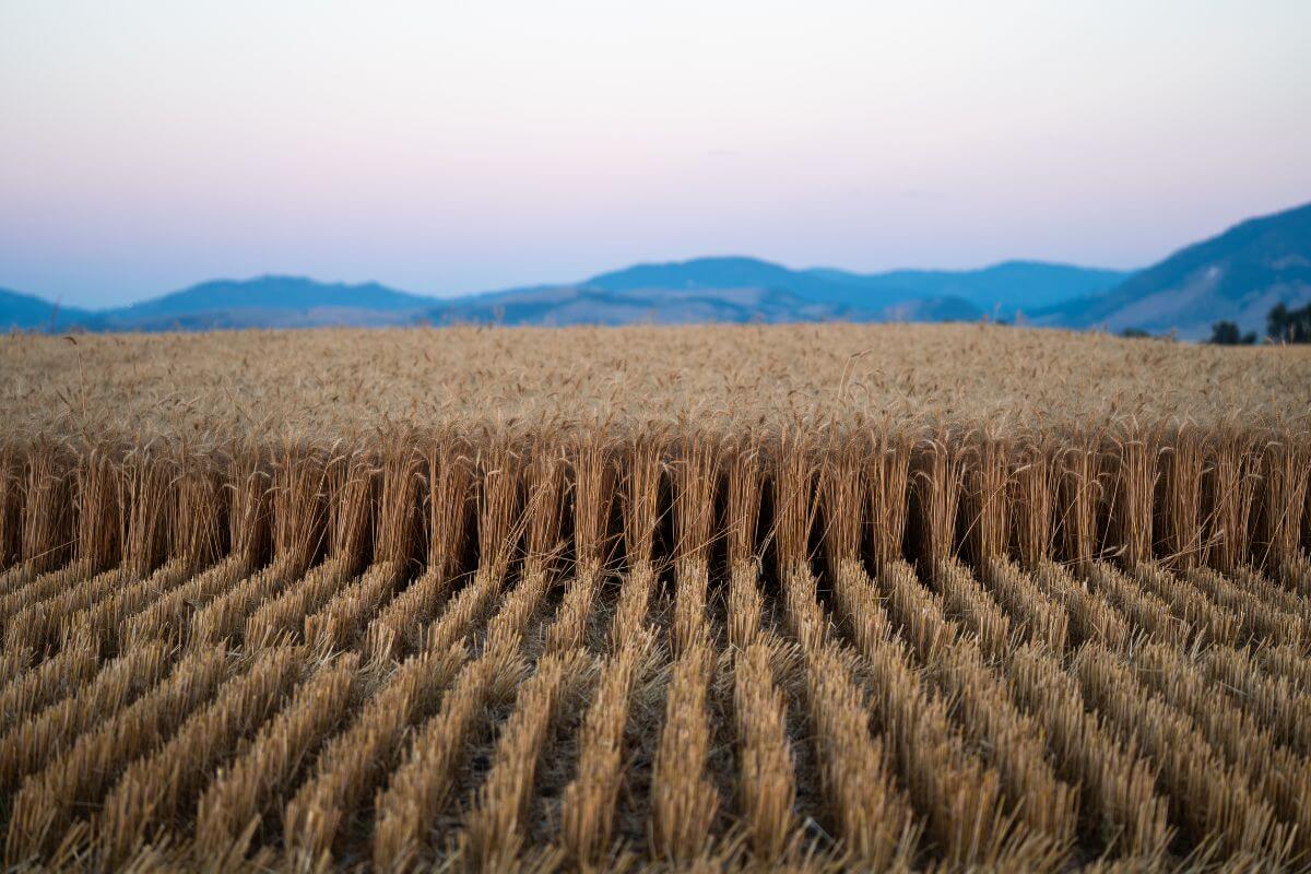 Partially Harvested Wheatfield in Montana
