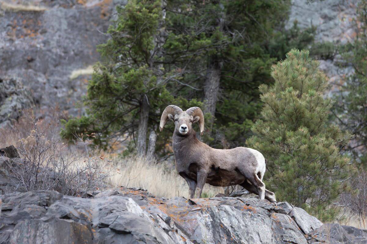 A large horned ram standing on a rocky hillside in Montana.