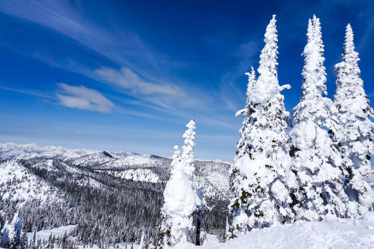 A group of snow covered trees on a snow covered mountain in Montana