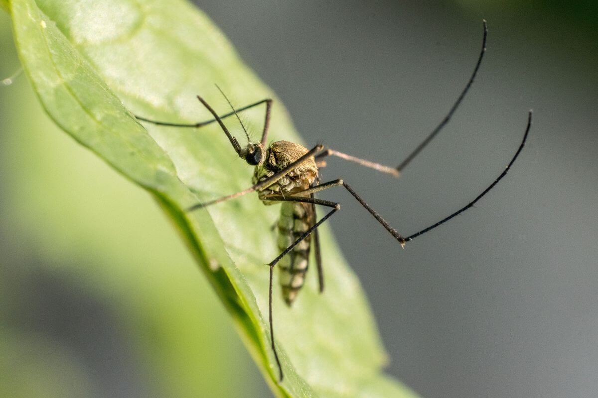 A mosquito sitting on a leaf.