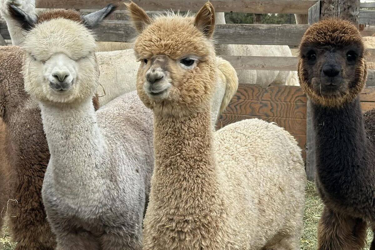 Alpacas appear like they're posing for a photo at Mule Train Alpaca Ranch, a Montana alpaca farm.
