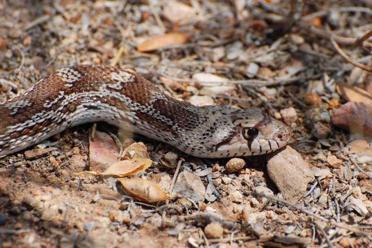 A Gophersnake in Montana with a pattern of white, black, and brown scales, slithering over the ground.