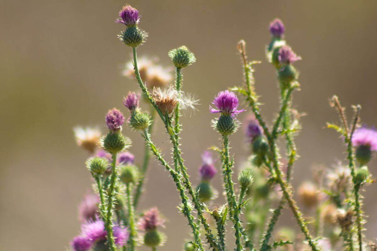 A close up of purple thistle flowers in a field in Montana.