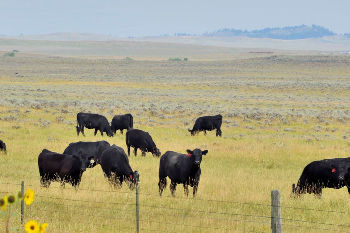 A group of cows grazing in a Montana field