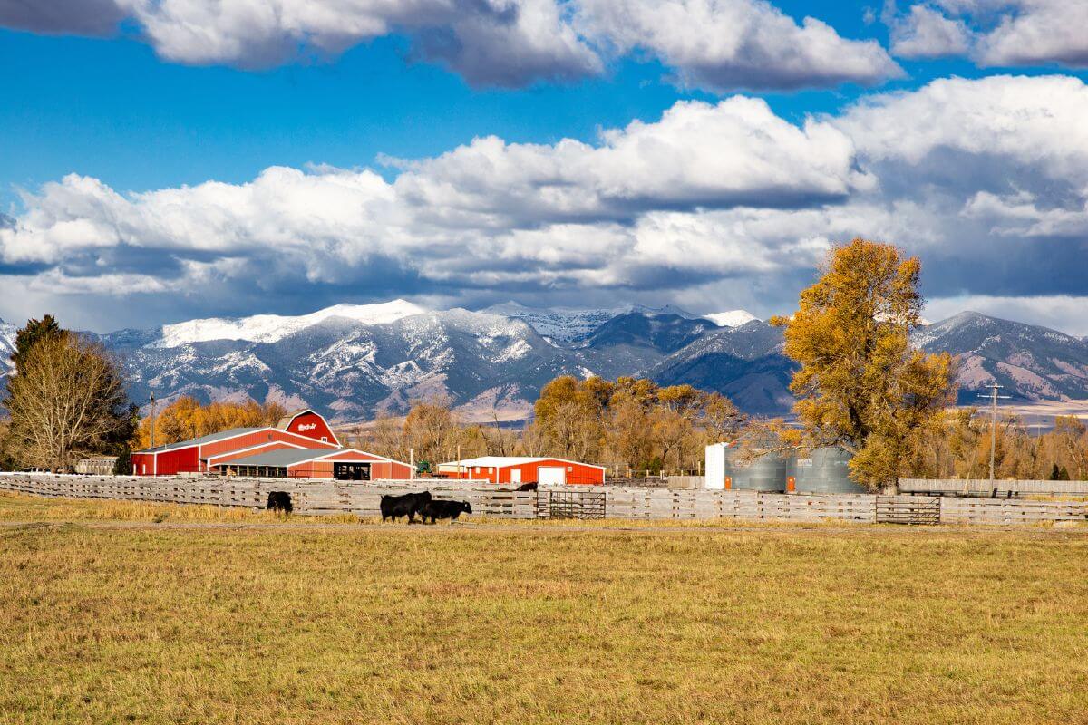 A rustic red barn tucked away in the picturesque fields of Montana.