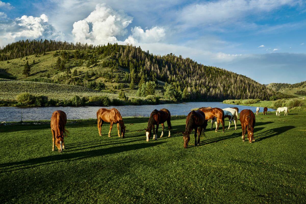A group of horses grazing in a grassy field near a river, offering one of the best guys getaways in Montana.