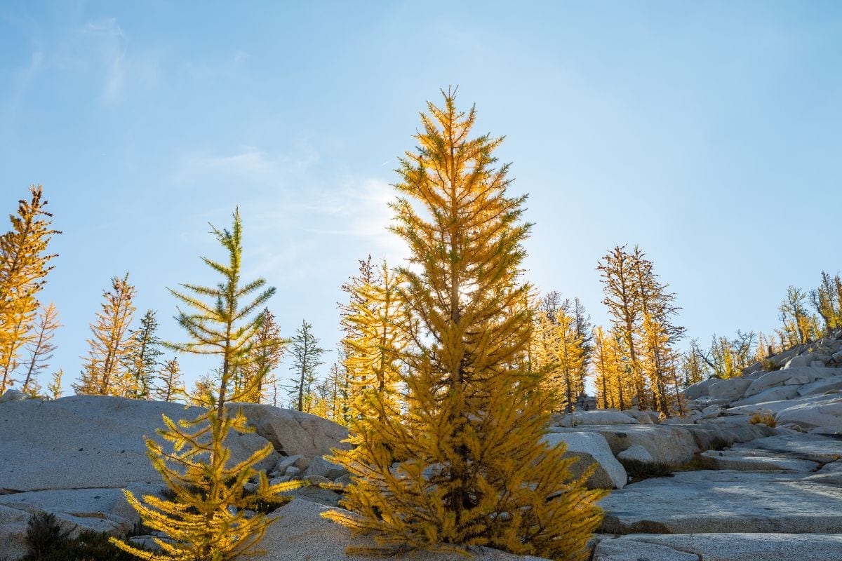Western Larch trees on a mountainside in Montana.