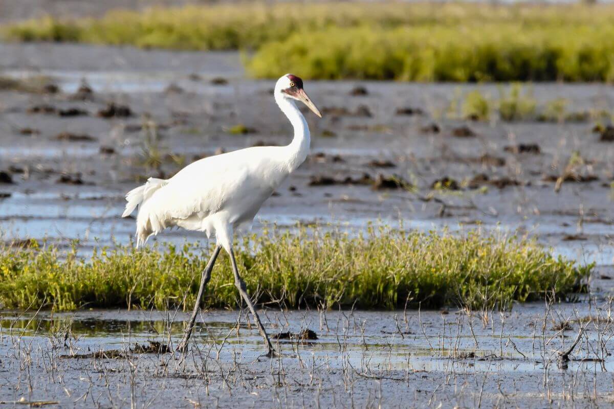A Whooping Crane, a Montana endangered species, walking gracefully through a shallow marsh.