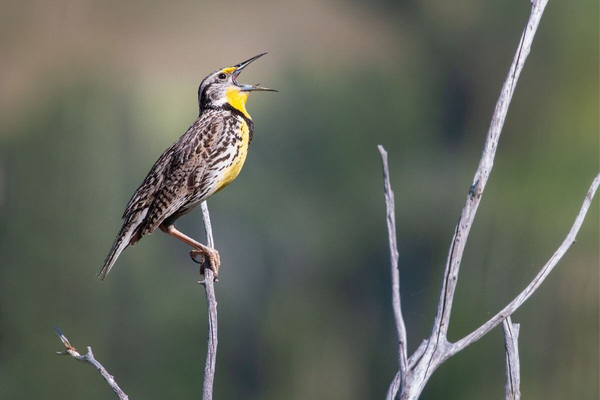 A western meadowlark with its beak open perched atop a branch during Montana birding tours with Wild Latitudes.