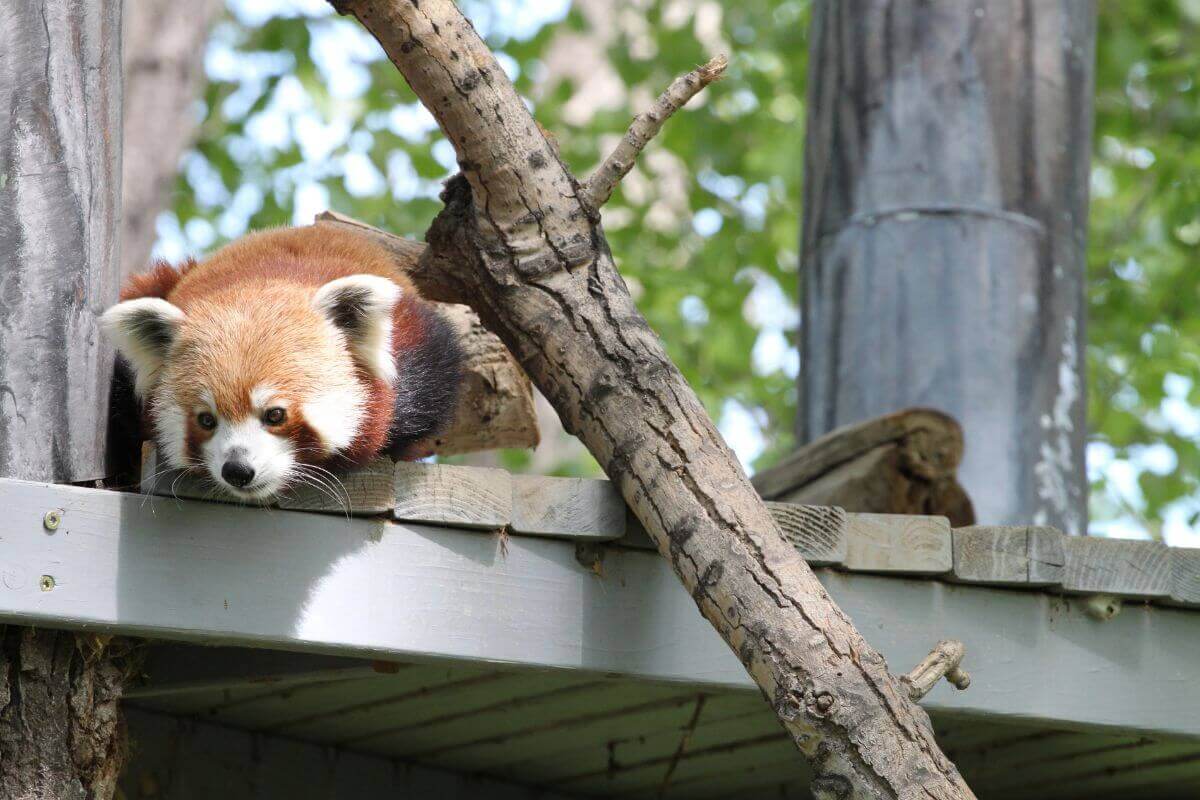 A red panda curiously peers down from a wooden platform in its enclosure at a Montana zoo.